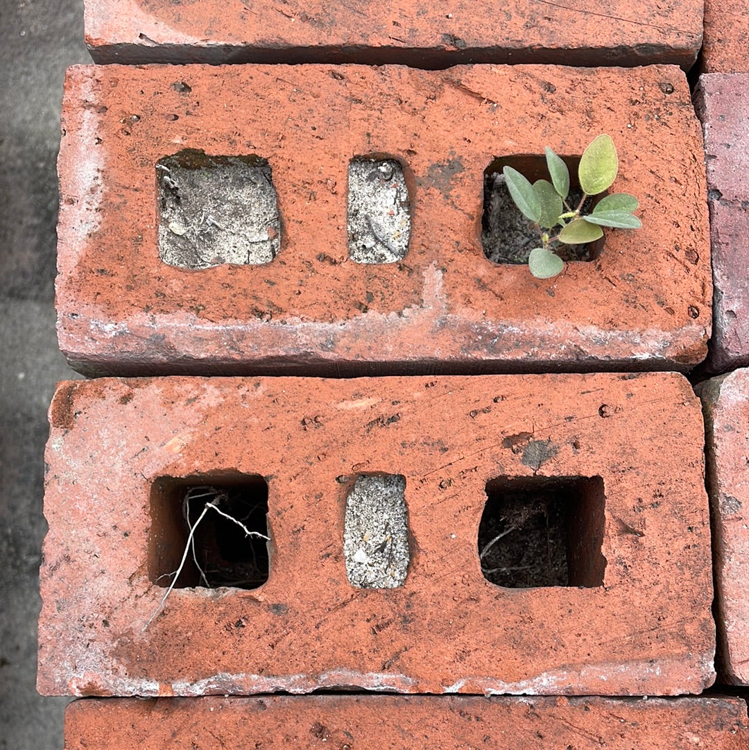 Contemporary Brick