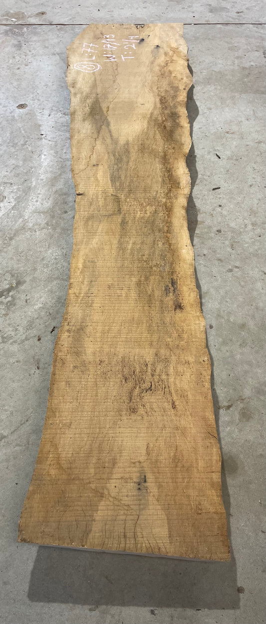 White Oak Slab #8