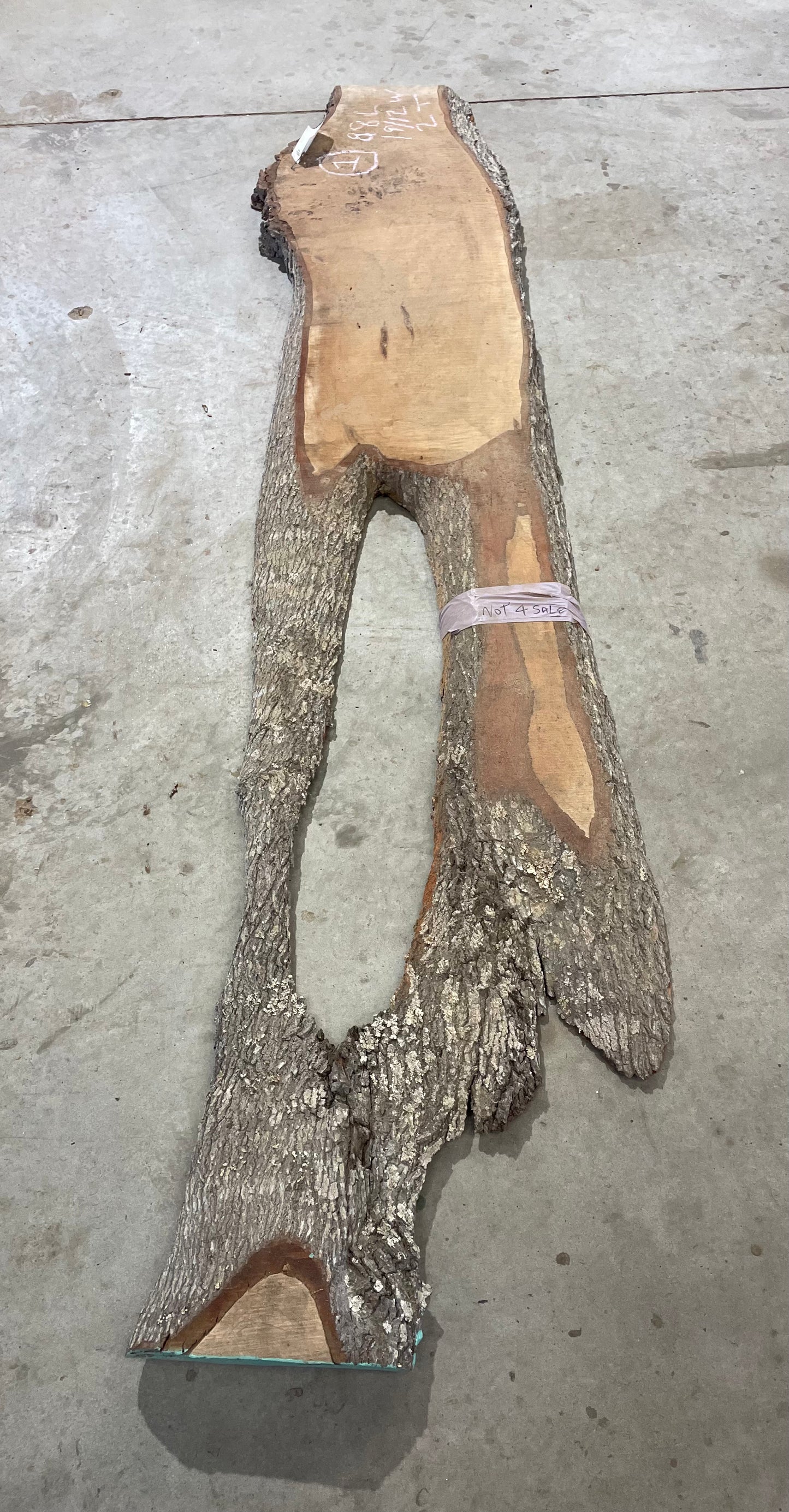 Maple Slab #1