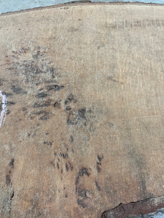 Maple Slab #1
